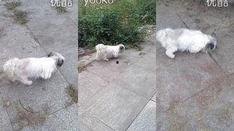 4444kk在线视频,热门内容与观看体验全解析