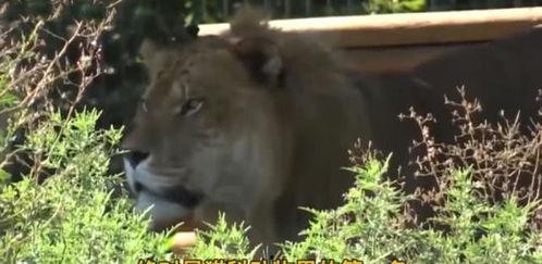 动物 人 交 在线视频,探索在线视频中的跨界奇观