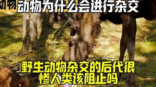 动物 人 交 在线视频,探索在线视频中的跨界奇观