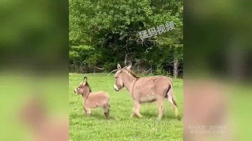 毛驴操美女在线视频