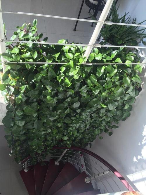 绿萝 在线视频播放,轻松掌握养护技巧