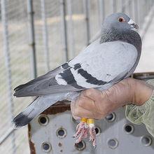 内海直子在线视频