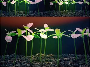 发芽在线视频观看,探索植物生长奥秘之旅